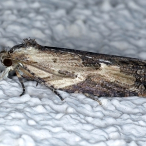 Cryptoptila immersana at Ainslie, ACT - 26 Feb 2021