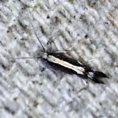 Elachista flammula (A Gelechioid moth (Elachistidae) at O'Connor, ACT - 10 Jan 2021 by ibaird