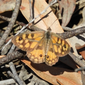 Geitoneura klugii at Paddys River, ACT - 28 Feb 2021 12:00 PM