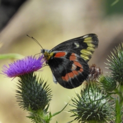 Delias harpalyce (Imperial Jezebel) at Paddys River, ACT - 28 Feb 2021 by MatthewFrawley