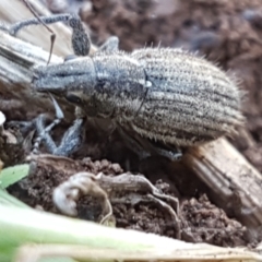 Naupactus leucoloma (White-fringed weevil) at Lyneham, ACT - 1 Mar 2021 by tpreston