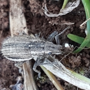 Naupactus leucoloma at Lyneham, ACT - 1 Mar 2021