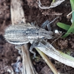 Naupactus leucoloma at Lyneham, ACT - 1 Mar 2021