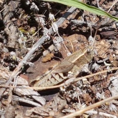 Phaulacridium vittatum (Wingless Grasshopper) at O'Connor Ridge to Gungahlin Grasslands - 1 Mar 2021 by trevorpreston