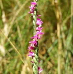 Spiranthes australis (Austral Ladies Tresses) at Paddys River, ACT - 28 Feb 2021 by MatthewFrawley