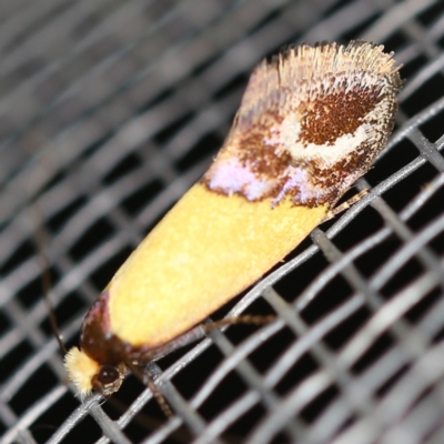 Edosa xystidophora (Tineid moth) at O'Connor, ACT - 10 Jan 2021 by ibaird