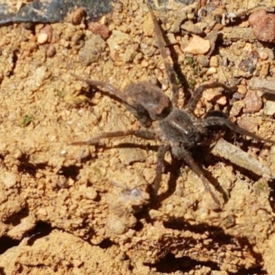 Unidentified Spider (Araneae) at Lyneham, ACT - 1 Mar 2021 by trevorpreston