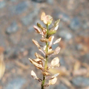 Lepidium africanum at Lyneham, ACT - 1 Mar 2021