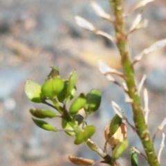 Lepidium africanum at Lyneham, ACT - 1 Mar 2021