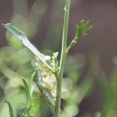 Cotesia glomerata at Fowles St. Woodland, Weston - 2 Feb 2021 by AliceH