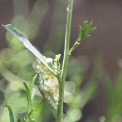 Cotesia glomerata at Fowles St. Woodland, Weston - 3 Feb 2021 by AliceH