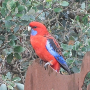 Platycercus elegans at Symonston, ACT - 1 Mar 2021