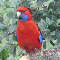 Platycercus elegans at Symonston, ACT - 1 Mar 2021