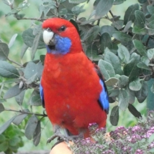 Platycercus elegans at Symonston, ACT - 1 Mar 2021