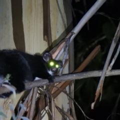 Petauroides volans (Greater Glider) at Cotter River, ACT - 28 Feb 2021 by Liam.m