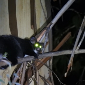 Petauroides volans at Cotter River, ACT - suppressed