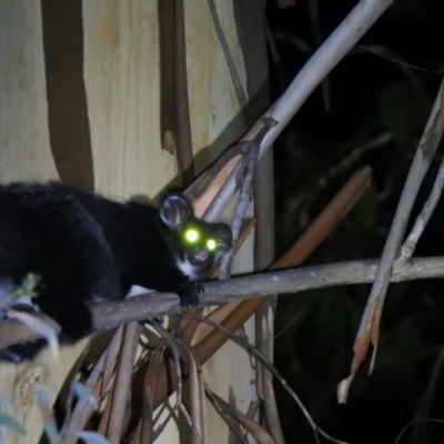 Petauroides volans (Southern Greater Glider) at Cotter River, ACT - 28 Feb 2021 by Liam.m