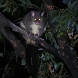 Trichosurus cunninghami at Cotter River, ACT - 28 Feb 2021 09:49 PM