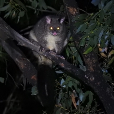 Trichosurus cunninghami (Mountain Brushtail Possum, Southern Bobuck) at Cotter River, ACT - 28 Feb 2021 by Liam.m