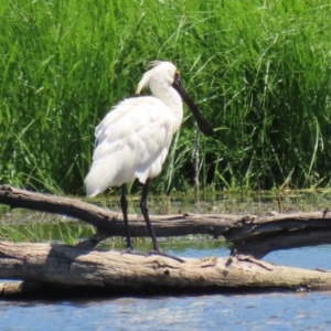 Platalea regia at Fyshwick, ACT - 1 Mar 2021