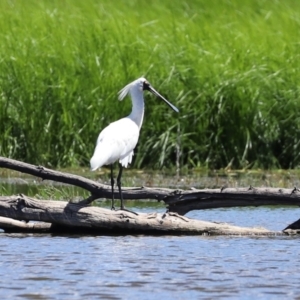 Platalea regia at Fyshwick, ACT - 1 Mar 2021