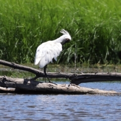 Platalea regia at Fyshwick, ACT - 1 Mar 2021