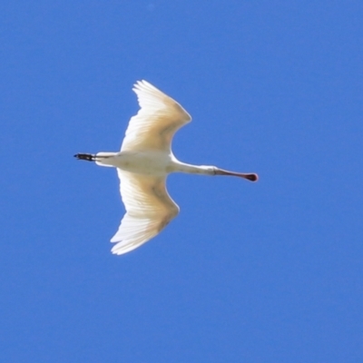 Platalea flavipes (Yellow-billed Spoonbill) at Fyshwick, ACT - 1 Mar 2021 by RodDeb