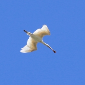 Platalea flavipes at Fyshwick, ACT - 1 Mar 2021