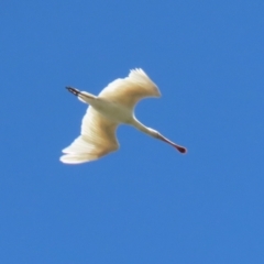 Platalea flavipes at Fyshwick, ACT - 1 Mar 2021 01:51 PM