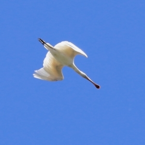 Platalea flavipes at Fyshwick, ACT - 1 Mar 2021 01:51 PM