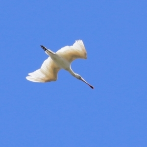 Platalea flavipes at Fyshwick, ACT - 1 Mar 2021 01:51 PM