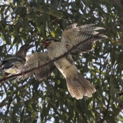 Eudynamys orientalis (Pacific Koel) at Scullin, ACT - 1 Mar 2021 by AlisonMilton