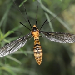 Leptotarsus (Leptotarsus) clavatus at Acton, ACT - 28 Feb 2021