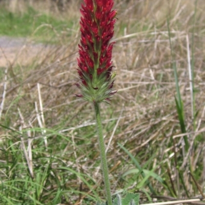 Trifolium incarnatum (Crimson Clover) at Holt, ACT - 26 Feb 2021 by pinnaCLE