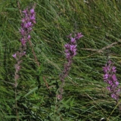 Lythrum salicaria (Purple Loosestrife) at Holt, ACT - 25 Feb 2021 by pinnaCLE