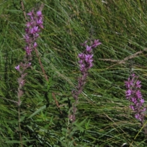 Lythrum salicaria at Holt, ACT - 26 Feb 2021