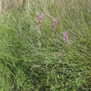 Lythrum salicaria at Holt, ACT - 26 Feb 2021