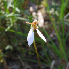 Eriochilus cucullatus (Parson's Bands) at Kambah, ACT - 1 Mar 2021 by MatthewFrawley