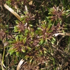 Cyperus eragrostis (Umbrella Sedge) at Weetangera, ACT - 25 Feb 2021 by pinnaCLE