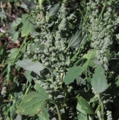 Chenopodium album (Fat Hen) at Weetangera, ACT - 25 Feb 2021 by pinnaCLE