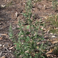 Chenopodium album at Weetangera, ACT - 26 Feb 2021 09:44 AM