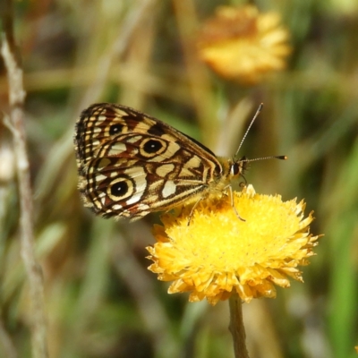 Oreixenica lathoniella (Silver Xenica) at Paddys River, ACT - 28 Feb 2021 by MatthewFrawley