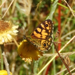 Oreixenica lathoniella at Paddys River, ACT - 28 Feb 2021