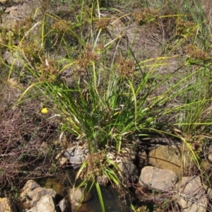 Cyperus eragrostis at Holt, ACT - 26 Feb 2021 10:19 AM