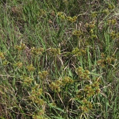 Cyperus eragrostis (Umbrella Sedge) at Weetangera, ACT - 26 Feb 2021 by pinnaCLE