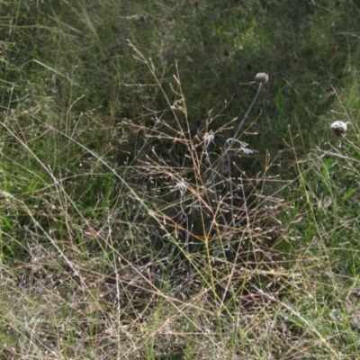 Eragrostis trachycarpa (Rough-grain Lovegrass) at The Pinnacle - 25 Feb 2021 by pinnaCLE