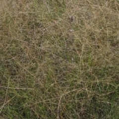 Eragrostis trachycarpa at Holt, ACT - 26 Feb 2021