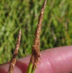 Eleocharis sp. (Spike-rush) at Holt, ACT - 25 Feb 2021 by pinnaCLE