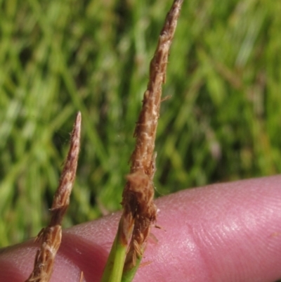 Eleocharis sp. (Spike-rush) at Holt, ACT - 26 Feb 2021 by pinnaCLE