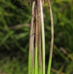 Eleocharis sp. at Holt, ACT - 26 Feb 2021 10:24 AM